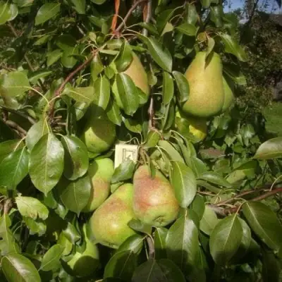 Груша БЕРЕ ЛЮКА в Солигорске