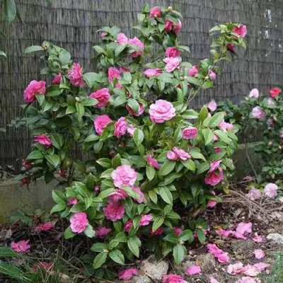 Камелия ДЕББИ в Солигорске