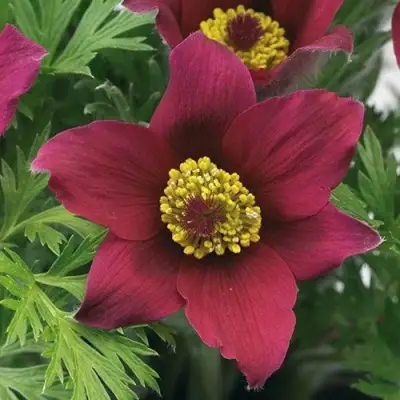 Прострел ПИНВИЛ РЕД ШЕЙДЕС в Солигорске