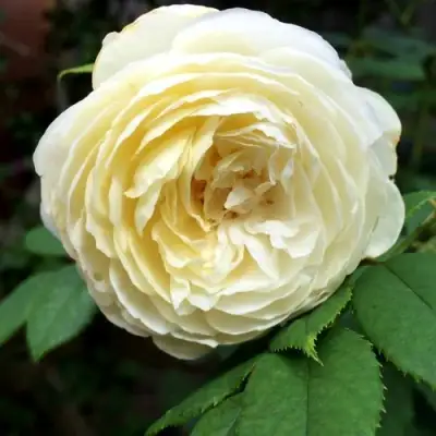 Роза КЛЭР ОСТИН английская в Солигорске