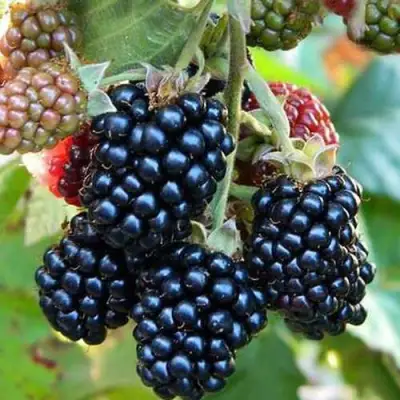 Ежевика ДЖАМБО бесшипная  в Солигорске