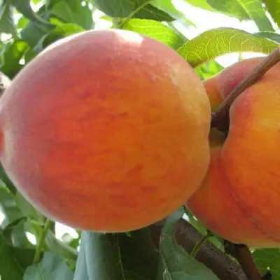 Персик СОЧНЫЙ в Солигорске