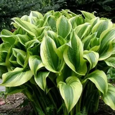 Хоста АУРЕОМАРГИНАТА в Солигорске