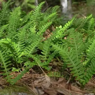 Многоножка обыкновенная в Солигорске