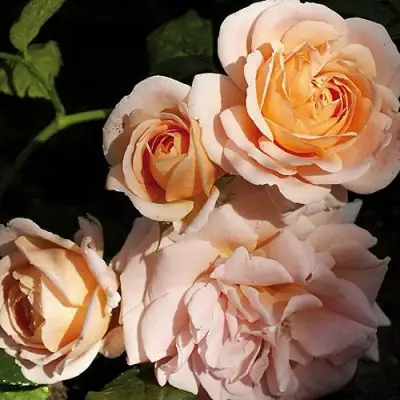 Роза ГЕЙША чайно-гибридная в Солигорске