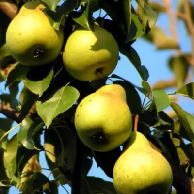 Груша НЕЖНОСТЬ колонновидная	 в Солигорске