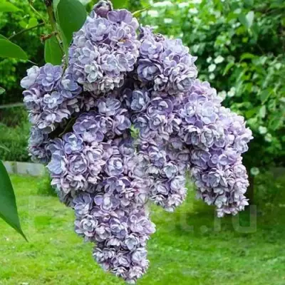 Сирень АМИ ШОТТ в Солигорске
