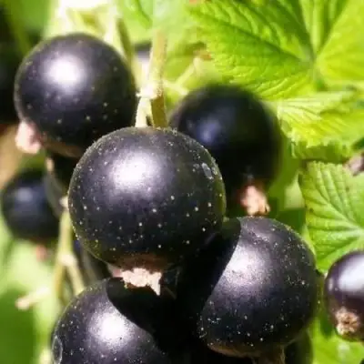 Смородина черная ЧЕРНООКАЯ в Солигорске