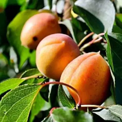 Абрикос БАЙ в Солигорске