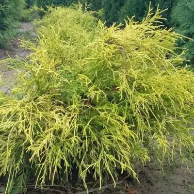 Кипарисовик ФИЛИФЕРА АУРЕА горохоплодный в Солигорске