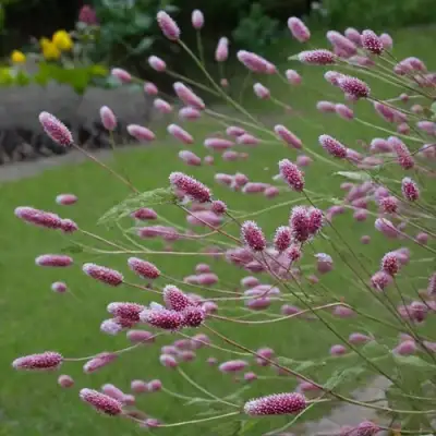 Кровохлебка РОК ЭНД РОЛЛ в Солигорске