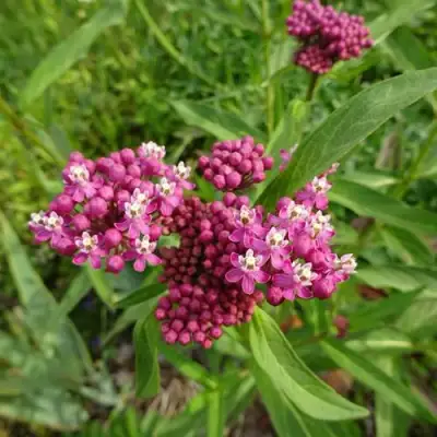 Ваточник МЯСО-КРАСНЫЙ в Солигорске