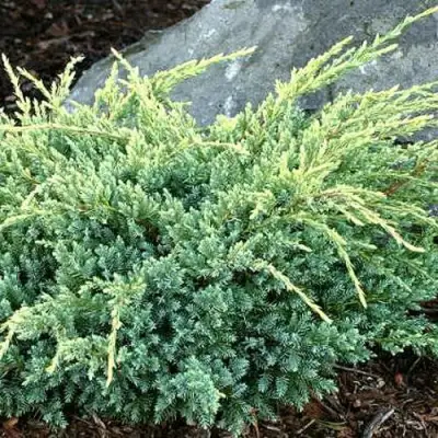 Можжевельник ХОЛГЕР чешуйчатый в Солигорске