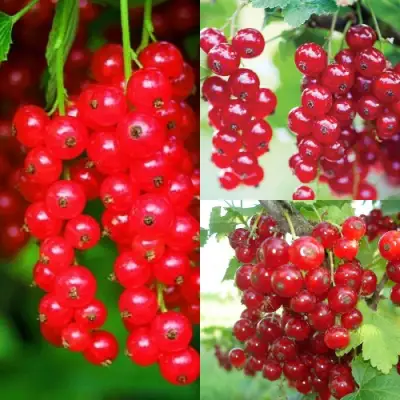 Комплект КРАСНЫЙ УРОЖАЙ в Солигорске