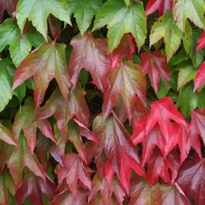 Девичий виноград тройчатый ВИЧИ в Солигорске