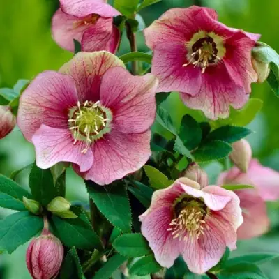 Морозник ВОСТОЧНЫЙ в Солигорске