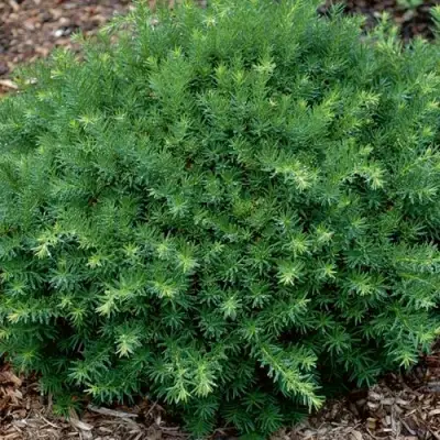 Тис ХИКСИ средний в Солигорске