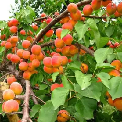 Абрикос ОТБОР АСТАХОВА в Солигорске