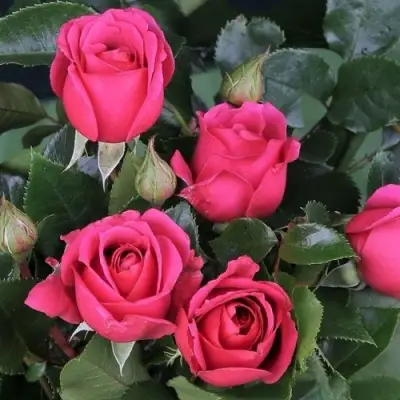 Роза ЛАВ ЛЕТТЕР флорибунда в Солигорске