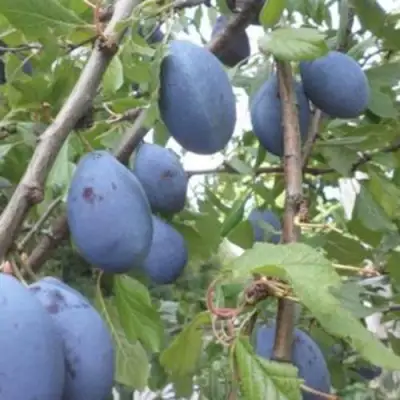 Слива ГИЛЬБЕРТ в Солигорске