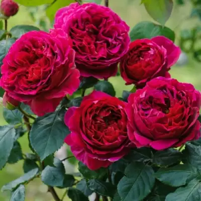 Роза КЕЙТ английская в Солигорске