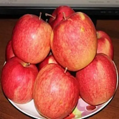 Яблоня ЛИГОЛ в Солигорске