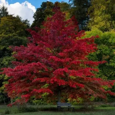 Дуб болотный в Солигорске