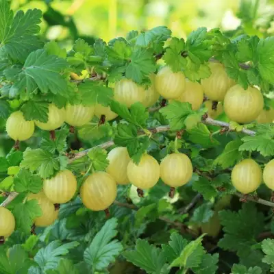 Крыжовник БЕРИЛЛ в Солигорске