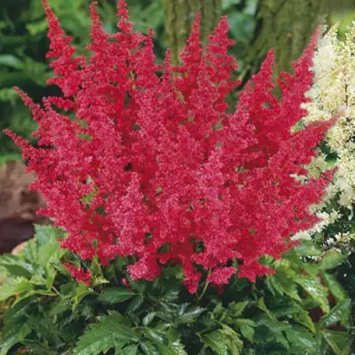 Астильба МОНТГОМЕРИ японская в Солигорске