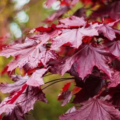 Клен РОЯЛ РЕД остролистный в Солигорске