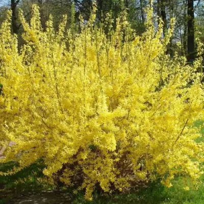 Форзиция ФОРЧУНА в Солигорске