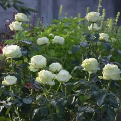 Роза ВАКАНА японская в Солигорске