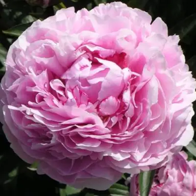 Пион ША-ЛА травянистый в Солигорске