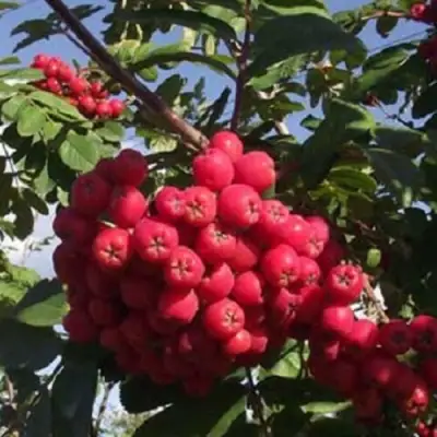 Рябина МОРАВСКАЯ сладкоплодная в Солигорске