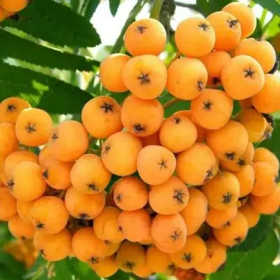 Рябина НЕВЕЖИНСКАЯ ЖЕЛТАЯ сладкоплодная в Солигорске