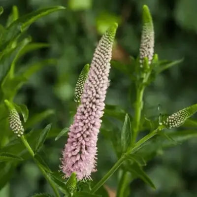Вероника ФЕСТ ЧОЙС длиннолистная в Солигорске