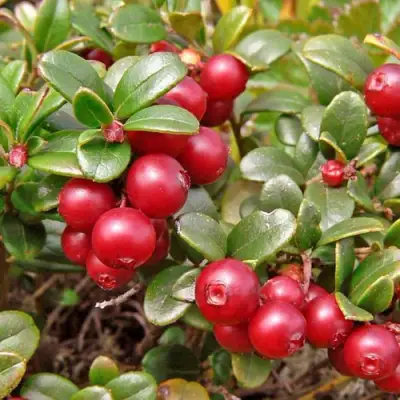 Брусника садовая АМЕРЛАНД в Солигорске