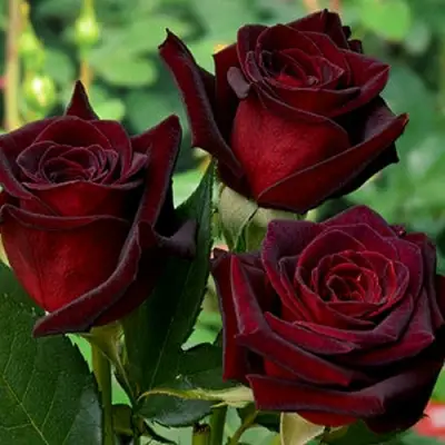 Роза ЧЕРНАЯ МАГИЯ чайно-гибридная в Солигорске