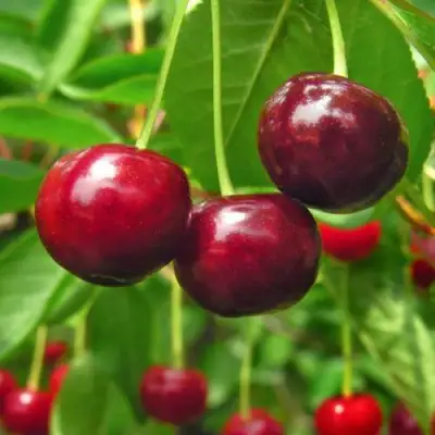 Вишня УЙФЕХЕРТОЙ ФЮРТОШ в Солигорске