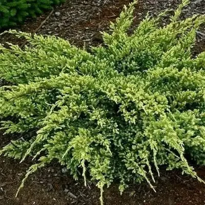 Можжевельник ДРИМ ДЖОЙ чешуйчатый в Солигорске