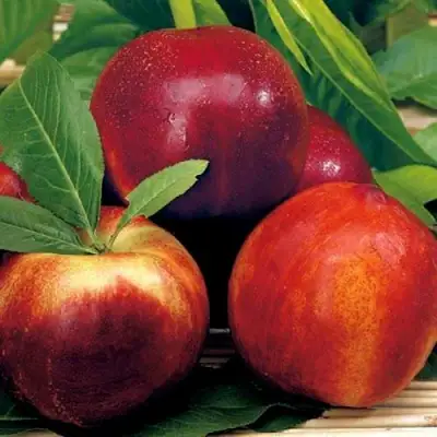 Нектарин СТАРК РЕД ГОЛД в Солигорске