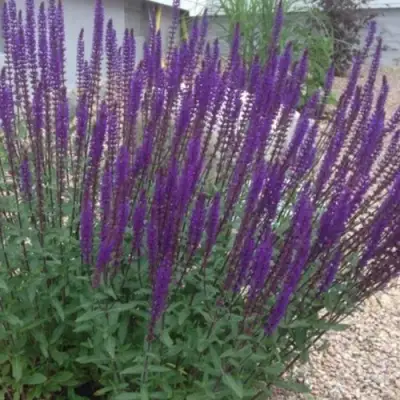 Шалфей КАРАДОНА в Солигорске