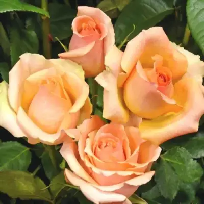 Роза ВЕРСИЛИЯ чайно-гибридная в Солигорске