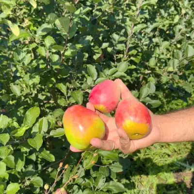 Яблоня КАНДИЛЬ БАГРЯНЫЙ в Солигорске