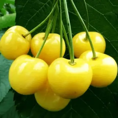 Черешня ПОДСНЕЖНИК в Солигорске