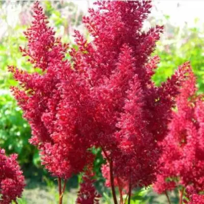 Астильба СКАЙСКРЕЙПЕР китайская в Солигорске