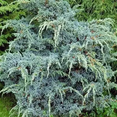 Можжевельник БЛЮ АЛЬПС китайский  в Солигорске