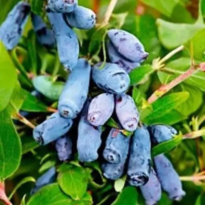 Жимолость съедобная БАКЧАРСКИЙ ВЕЛИКАН в Солигорске