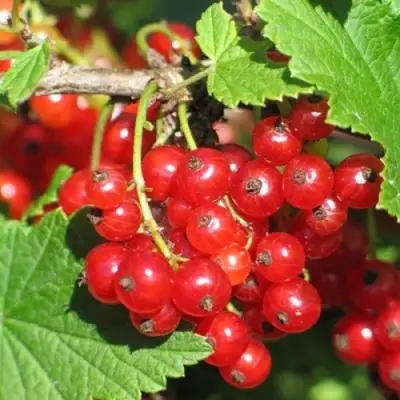 Смородина красная РАЧКОВСКАЯ в Солигорске