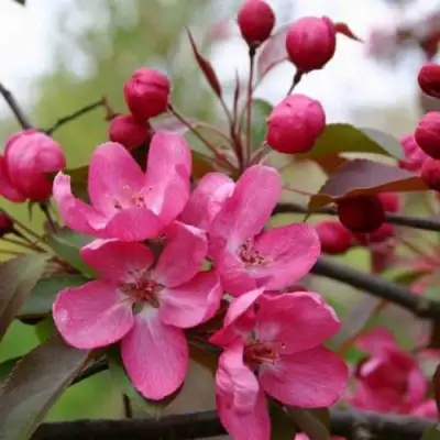 Яблоня РУДОЛЬФ декоративная  в Солигорске